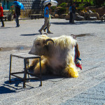 Yak