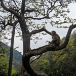 Monkey looking at you from the tree