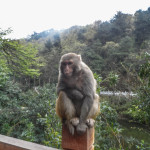 Monkey perched on the fence in Qianling park