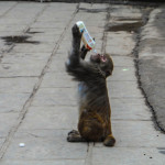 Qianling Park monkey drinking from a bottle