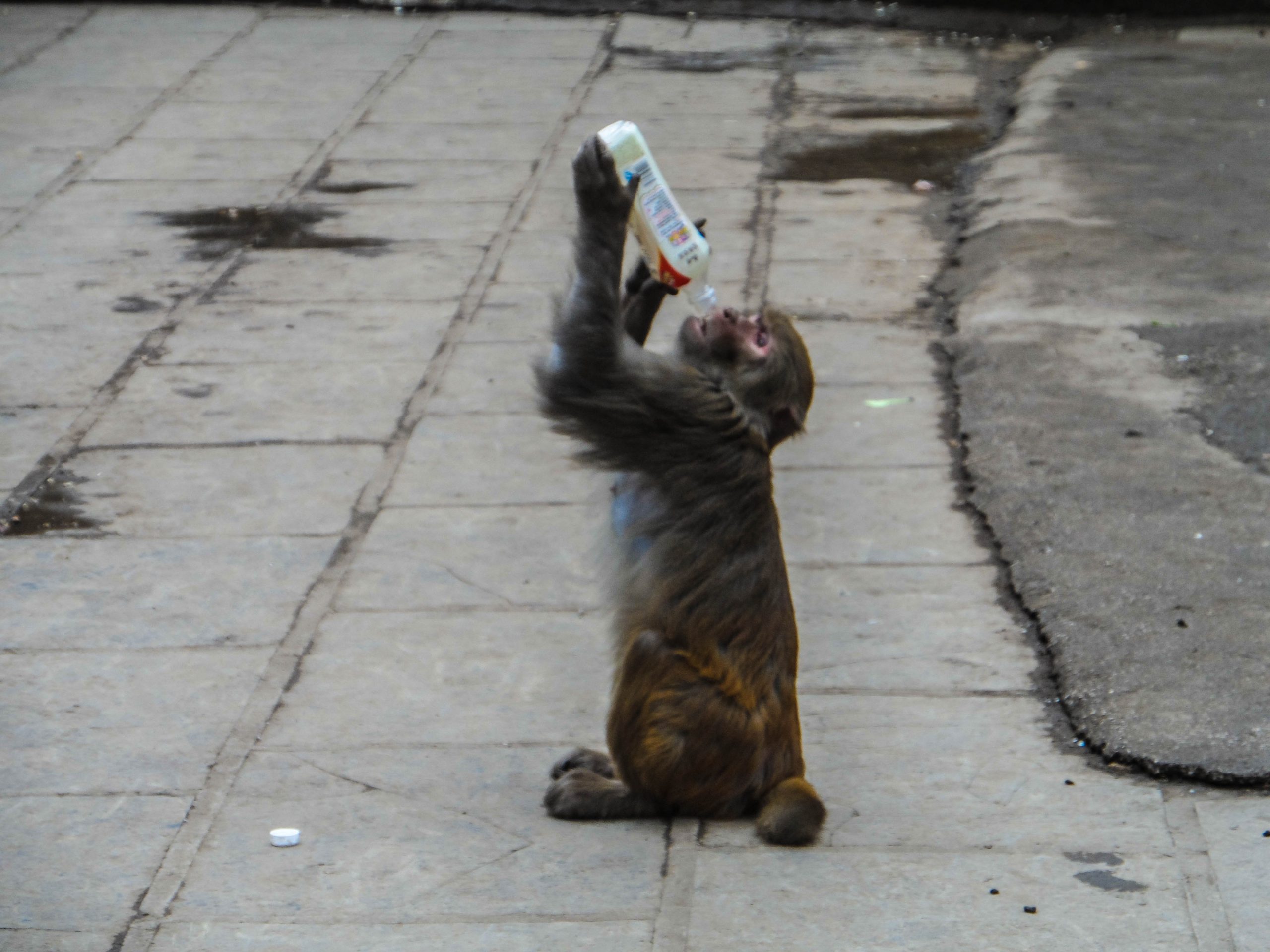 Qianling Park monkey drinking from a bottle